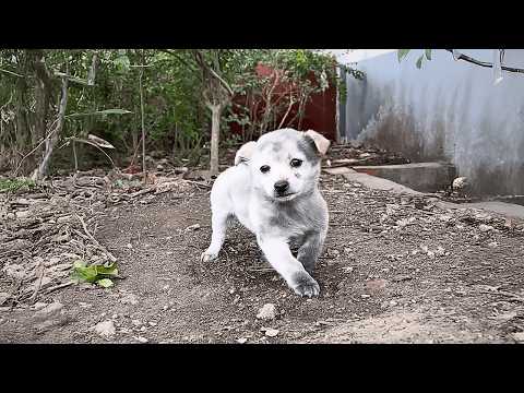 Teary-eyed and trembling, the homeless puppy couldn't stand until a passing girl changed her destiny