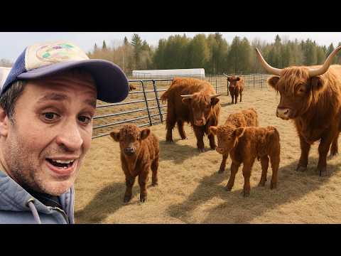 Meet My Favorite Cow's Adorable New Calf