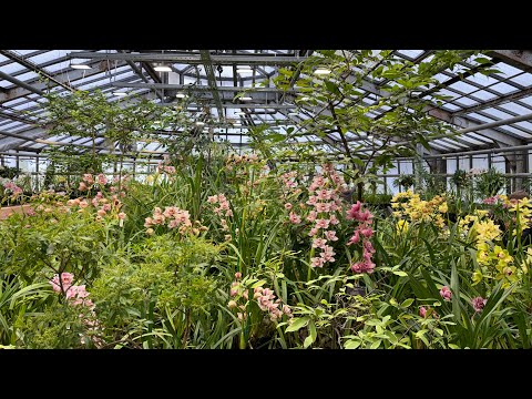 Фондовая оранжерея Главного ботанического сада (февраль 2025). Выставка орхидей