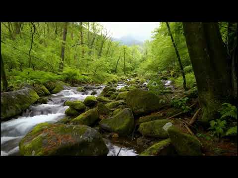The beautiful birdsong and the babbling brook deep in the forest are relaxing sounds of nature.