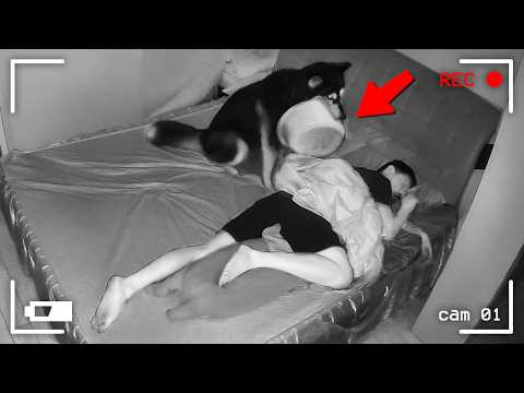 Funniest Animals Videos 2025 That Will Make You Laugh