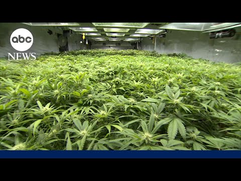 Gun ban for marijuana users gets Supreme Court review