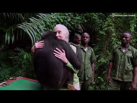 El vídeo del abrazo de Jane Goodall con una chimpancé que emocionó al mundo
