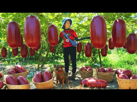 Harvesting a Giant Red Winter Melon for Market | Farm Life, Cooking & Daily Gardening