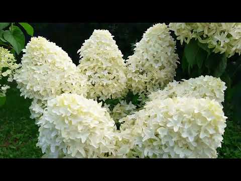 Which varieties are suitable for standard forms #Hydrangeaonstandard Where does #standardformatio...