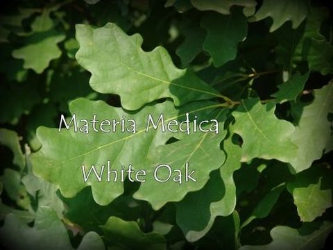 Materia Medica White Oak 20