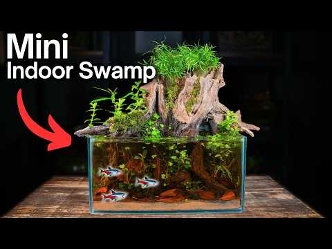 I Made an Indoor Swamp For Fish & Shrimp, Here's How!