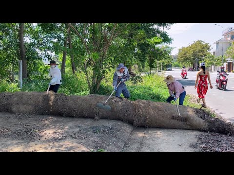 Can't believe there is a 5 meter wide Sidewalk under the HUGE Roll of Grass