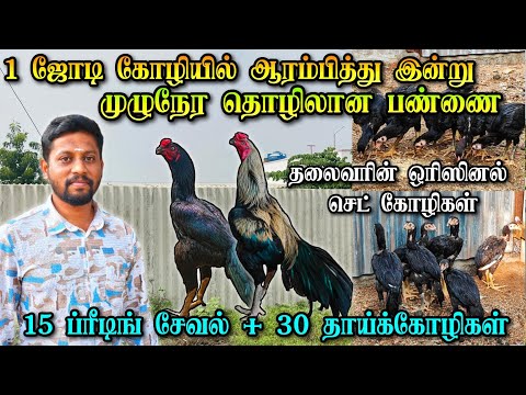 ஒரே ஜோடியில் ஆரம்பித்து இன்று 100 கோழிகள் | ஒரிஜினல் தலைவர் லைனேஜ் | PAN INDIA Delivery Available