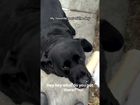 Labradors Greet Dad With ADORABLE Wiggles! 🥰