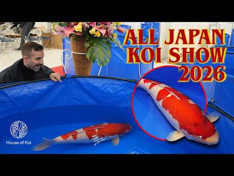 All Japan Koi Show 2026 Grand Champion + Top 10 Most Unique Koi