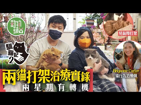 家中2隻貓貓撲咬打交成地毛！治療師教你用一對「有味襪」令世仇變老友 實試3招兩星期見轉機 #動物蘋台 #馴貓記─果籽 香港 Apple Daily─原刊日期：20210300