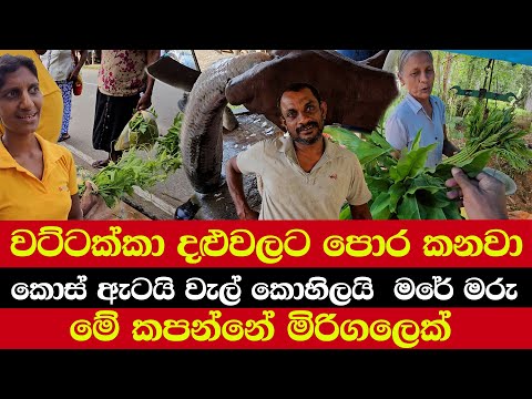 වට්ටක්කා දළුවලට පොර කනවා | කොස් ඇටයි වැල් කොහිලයි  මරේ මරු | මේ කපන්නේ මිරිගලෙක්