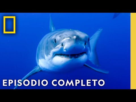 ¿Qué Depredadores Dominan el Océano? | Nat Geo en Español