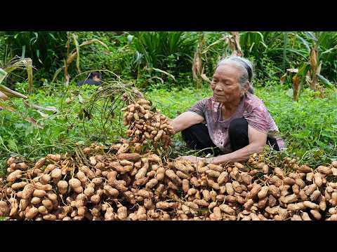 Peanuts from planting to cooking