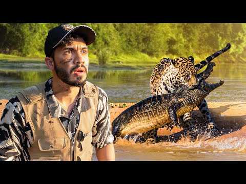 JAGUARS that EAT CROCODILES | The King of the Jungle in America 🐆