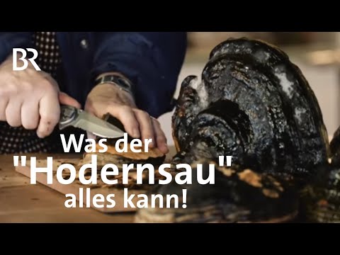 Baumpilz - Zunderschwamm für alle Fälle: Der Hodernsau hat´s in sich! | Zwischen Spessart& Karwendel
