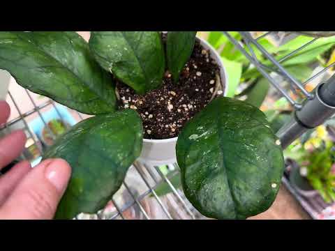 Новые хойи в коллекцию ! Хойи в декабре . Как быстро хойи растут зимой . ❤️😁