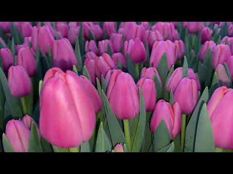 Началась массовая уборка тюльпанов 18.02.2024.