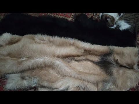 Project "4 Skins" or Dressing of Goat Skins Part 3: Fattening, Drying.