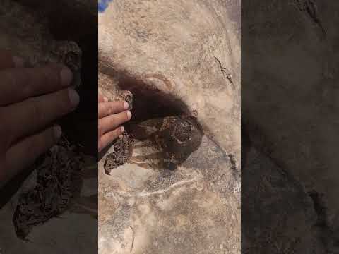 ران الافعى 🪱🪱تكنيزي داءما من الميدان شاهد وتعلم