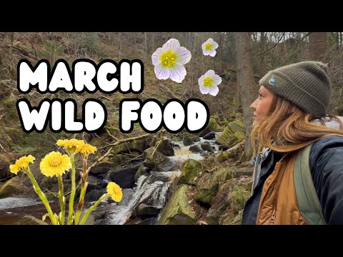 Foraging in March | Wild Food in the UK