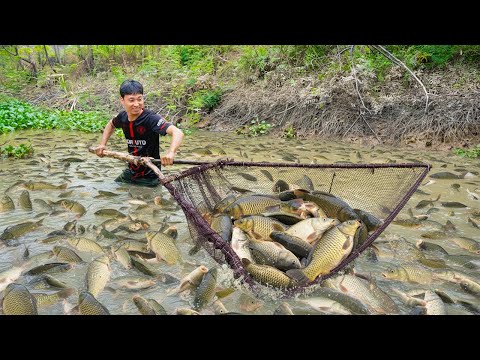 Harvesting A Lot Of Big River Fish & Goes To Countryside Market Sell | Catching fish trap with net