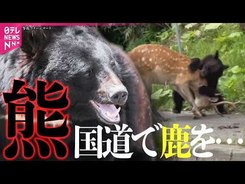 【クマ被害】「もう恐怖」同じ住宅に1日に2度侵入/ゴルフ場に出没…シカ襲う映像も