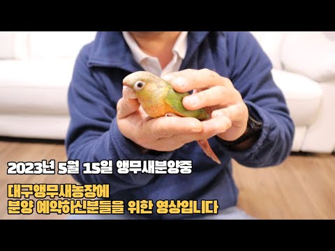 앵무새분양은 분양하는 시기에 맞춰서 받으셔야됩니다 #대구앵무새농장 #코뉴어분양 #앵무새분양
