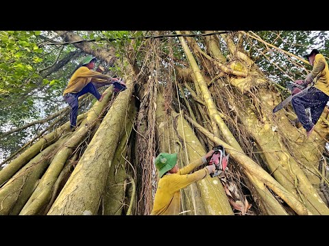 Cưa Cây Xanh, To Khủng Lồ, Lâu Năm, Tàn Khủng Lồ Nhiều Nhánh, Cưa Kỹ Thuật, 206