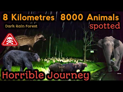 🔥இருண்ட காடு🔥 இரவு 8 மணிக்கு 8 கிலோமீட்டர் பயணத்தில் பார்த்த 8000 வனவிலங்குகள்🔥Horrible forest ride 