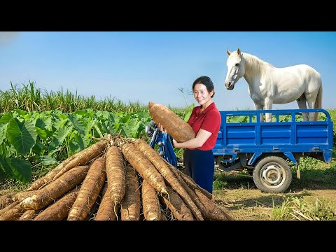 Use Trucks to Sell White Horse and Buy Cassava from Farmers Go to Market Sell | Farm Farm TV
