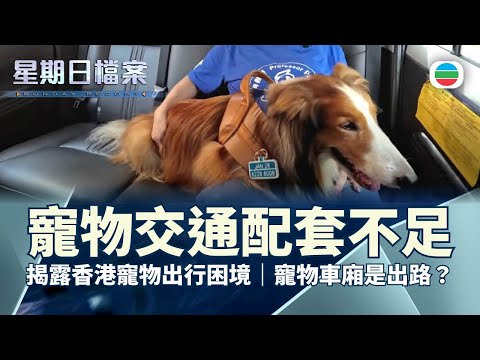 星期日檔案｜寵主分享毛孩出行障礙：揭露香港寵物交通配套困境　寵物車廂是出路？(繁／簡字幕) ｜無綫新聞 TVB News