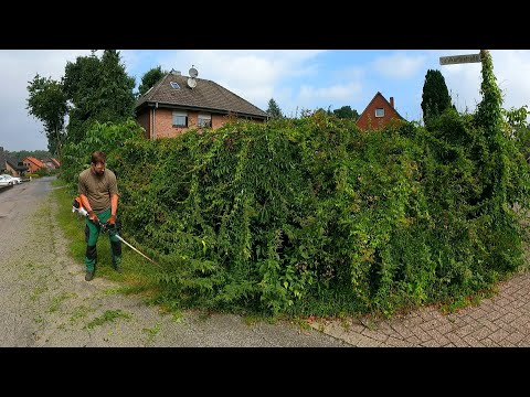 "I CAN'T DO IT Anymore" The HOMEOWNER Says of His OVERGROWN Hedge