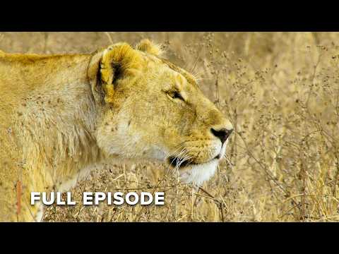 Why Africa’s "Big 5" Are Facing Extinction | Wildlife Icons 102