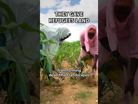 Chad’s Bold Solution for Refugees