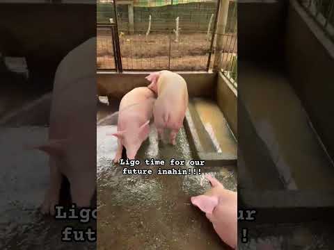 Time for their shower!!! #piggery #pig #shorts #inahingbaboy #farming