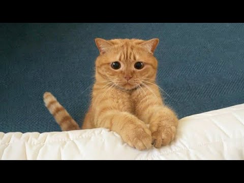 New Funniest Cats Clips 2025😼Try Not To Laugh😜 #29