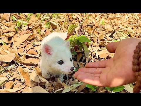 Remember that brave little fox🦊? You won’t believe how it grew up!🦊🥰😘❤️❤️❤️