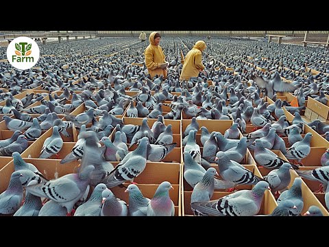 How Chinese People Raise and Process 500,000 Tons of Pigeon Meat | Agricultural Documentary