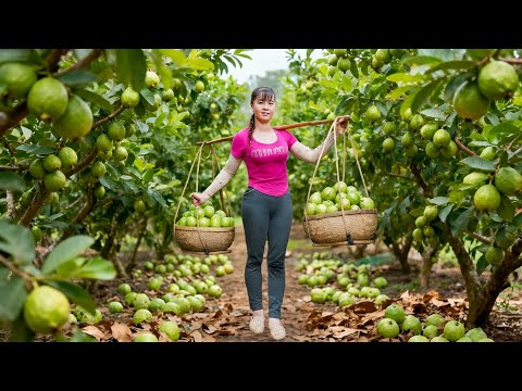 Harvesting 1000+ Kg Giant Organic Guava – Go To Market Sell | Phuong's Daily