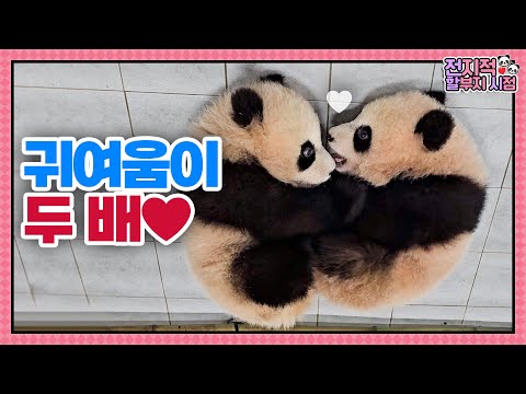 (SUB) The Cutest Décalcomanie In The World : Twin Pandas│Panda World