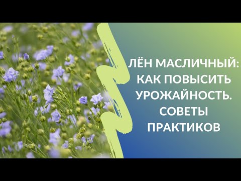 Лён масличный: как повысить урожайность. Советы практиков