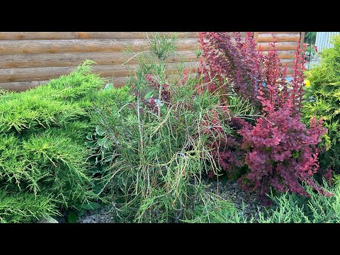 ⛈️💨🤦‍♀️Теперь только так!!! Бегом между цветниками-обзор Уральского сада 28 июля#обзорсада#уралиюль