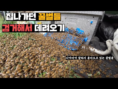 집나가는 순간 포착된 꿀벌들 집으로 돌려보내기