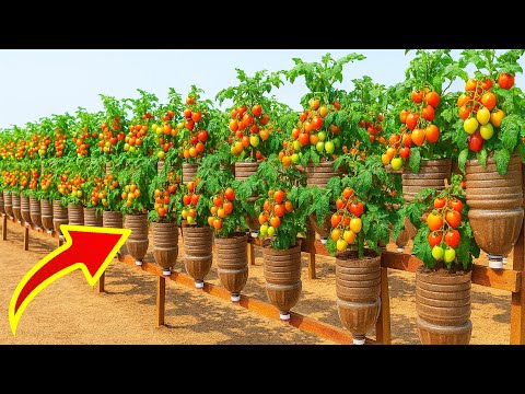 How to Grow High-Yield Tomatoes in Vertical Bottle Gardens