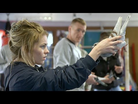 SCHEME BIRDS (Trailer)