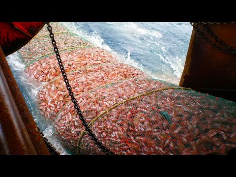 渔民出海如何在凶险的阿拉斯加海捕鱼？大开眼界的拖网钓鱼，人均月薪高达15000美元