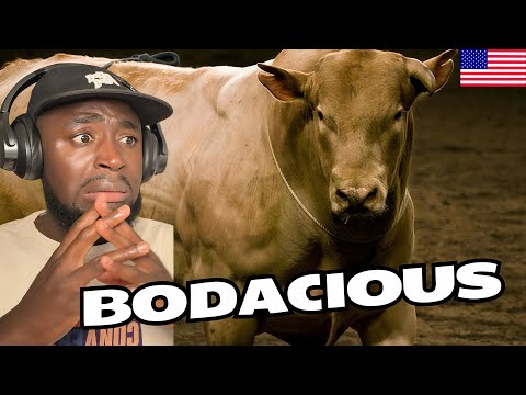 British Guy REACTS to the WORLD'S MOST DANGEROUS BULL! 😳🐂 Bodacious Is Absolutely INSANE!