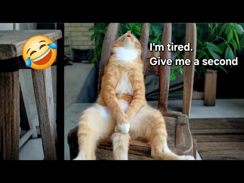 Try Not To Laugh at These Funny Animals 🐱🤣